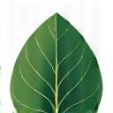 環境大臣賞のアイコン